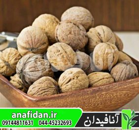 نهال گردو کاسپین
