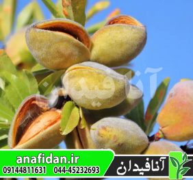 نهال بادام A200
