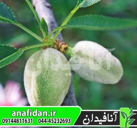 نهال بادام A230