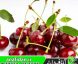 نهال آلبالو اسرائیلی