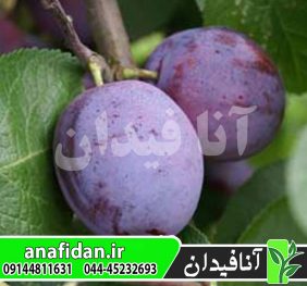 نهال آلو آوالون