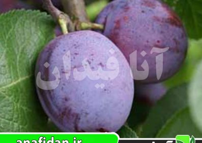 نهال آلو آوالون