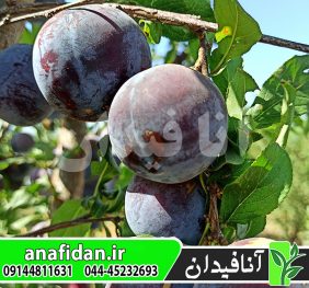نهال آلو اختری