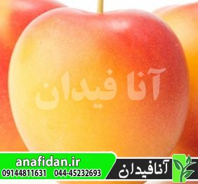 نهال آلو ارلی گلدن