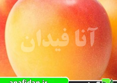 نهال آلو ارلی گلدن