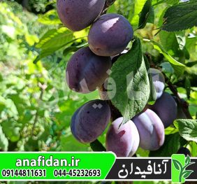 نهال آلو استنلی