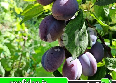 نهال آلو استنلی