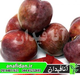 نهال آلو الفانت
