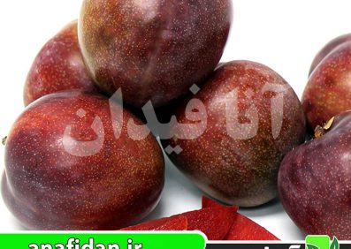 نهال آلو الفانت