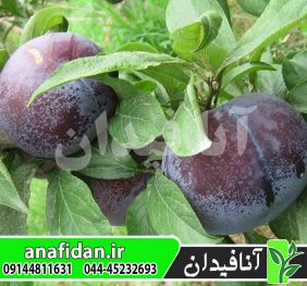 نهال آلو انجیری