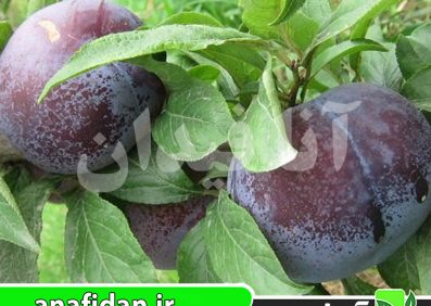 نهال آلو انجیری