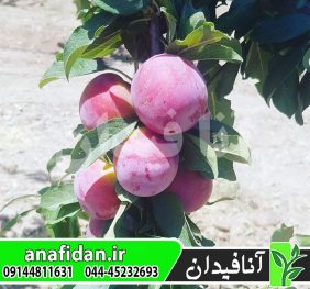 نهال آلو اوبیلناجا