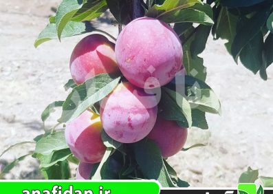 نهال آلو اوبیلناجا