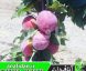 نهال آلو اوبیلناجا
