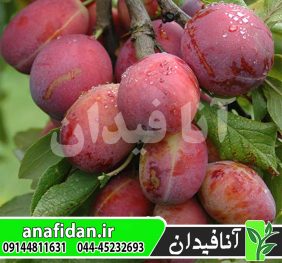 نهال آلو اپال