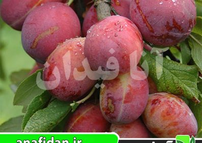 نهال آلو اپال