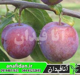 نهال آلو اکسکالیبر