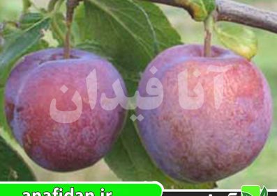 نهال آلو اکسکالیبر