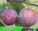 نهال آلو اکسکالیبر