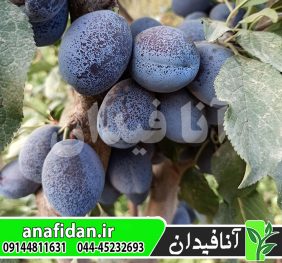 نهال آلو بخارا