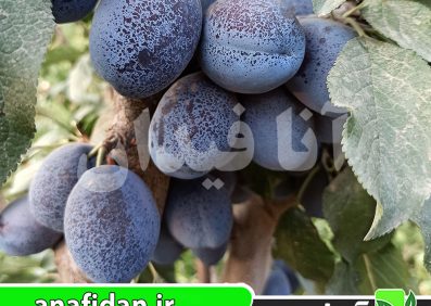 نهال آلو بخارا