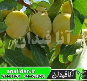 نهال آلو بخارا زرد