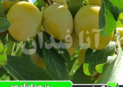 نهال آلو بخارا زرد