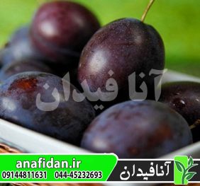 نهال آلو برقانی
