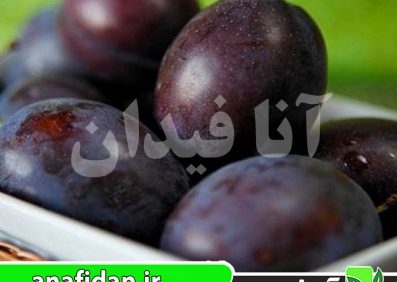 نهال آلو برقانی