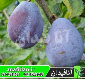 نهال آلو بل دولویین