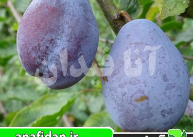 نهال آلو بل دولویین