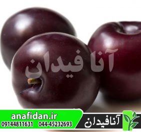 نهال آلو بلک آمبر