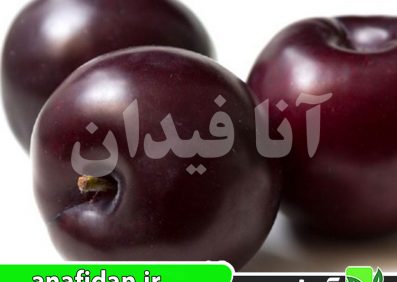 نهال آلو بلک آمبر