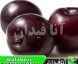 نهال آلو بلک آمبر