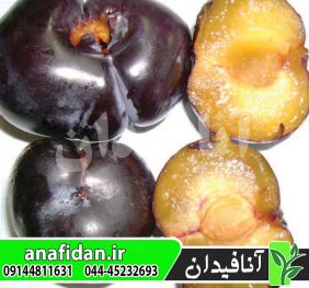 نهال آلو بلک استار