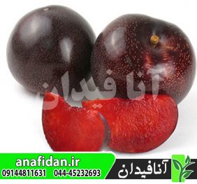 نهال آلو بلک اسپلندور