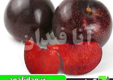 نهال آلو بلک اسپلندور