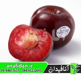 نهال آلو بلک دیاموند