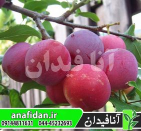نهال آلو توکا