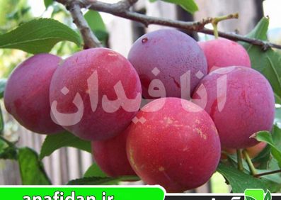 نهال آلو توکا