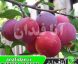 نهال آلو توکا