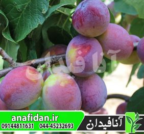 نهال آلو جوبیلیوم