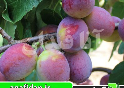نهال آلو جوبیلیوم