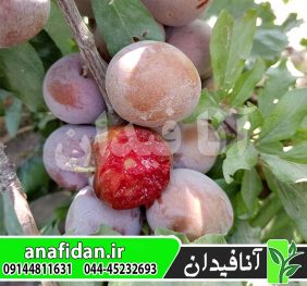 نهال آلو خاکی