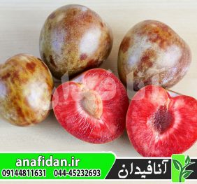 نهال آلو خونی
