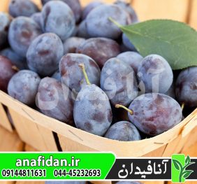 نهال آلو دامسون