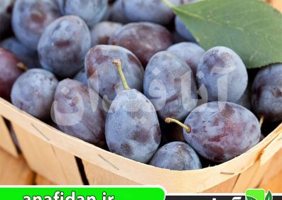 نهال آلو دامسون