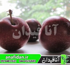 نهال آلو روبی کویین