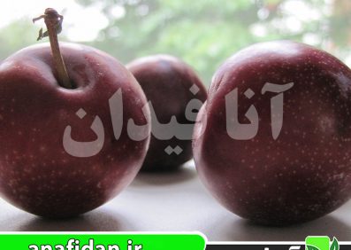 نهال آلو روبی کویین