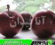 نهال آلو روبی کویین